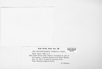 Didymosphaeria nubecula image